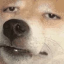 dog-human-eyes.gif