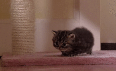 conetail.gif