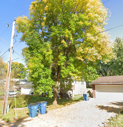 tree.jpg