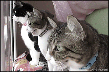 tumblr_og4f4mdB4O1vdlvpao1_400[1].gif