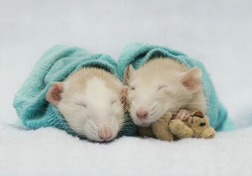 rats-with-teddy-bears-4.jpeg.jpg