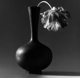 844-230-Robert-Mapplethorpe-Papagei-Tulpe-i-thumb.jpg