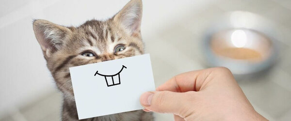 interesting-cat-facts.jpg