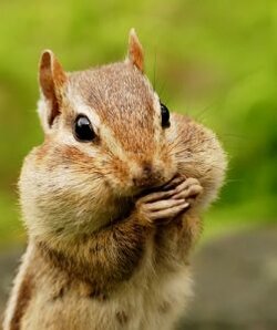 closeup-portrait-of-a-chipmunk-with-her-cheeks-full-1-252x300.jpg
