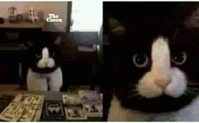 weird cat.png