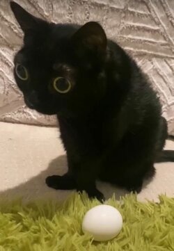 kittyegg.jpg