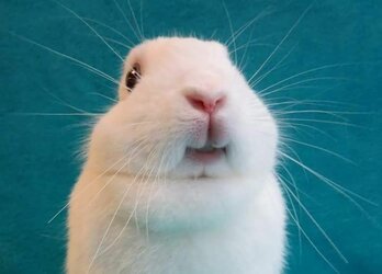 Hellow.jpg