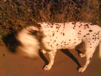 DSC00008.JPG