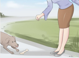 dog.png