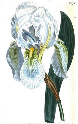 Iris_florentina_Sydenham_Edwards.jpg