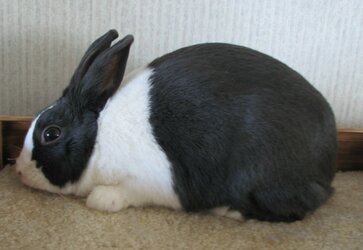 Dutch-rabbit-1024x706.jpg