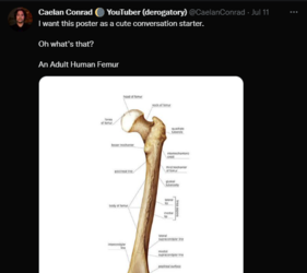 adult human femur.PNG