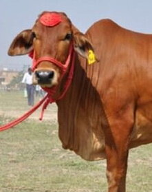 sahiwal-cow-1607494194-5557817.jpg
