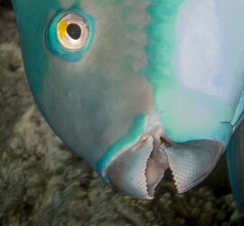 parrotfish-6257.jpg