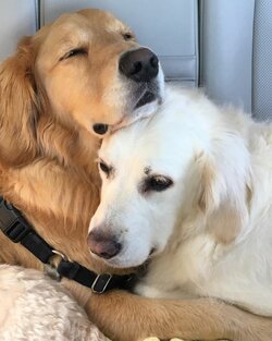 735d8f30c97e7ffae5337d5bbf36647b--cuddling-awesome-dogs.jpg