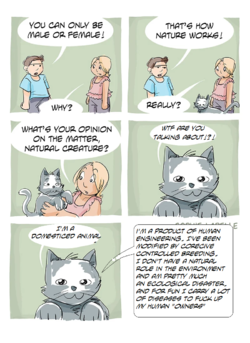 cat.png