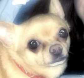 poordaisy.png
