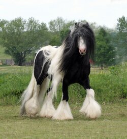 beut-horse-704648567.jpeg
