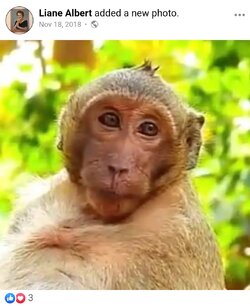 liane monkey.jpg