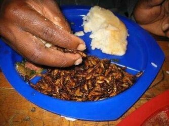 1.1.1_A_Insect_farming_in_Africa_4.jpg