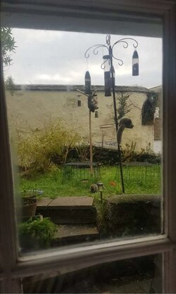squirrel.jpg