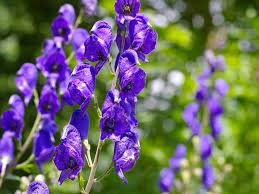 monkshood.jpg