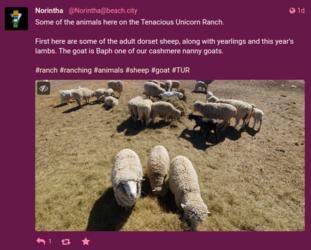 sheep 1.PNG