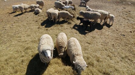 sheep 2.jpeg