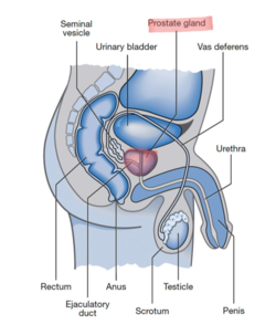 Prostate-diagram-768x930.png