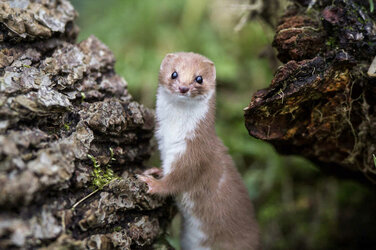 weasel-1_custom-43fe3277d96f46cfbd781023b47ddb2b9e5b1050-s1100-c50.jpg