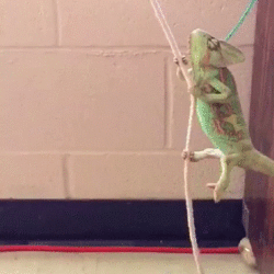 chameleon-wrecking-ball.gif