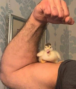 a duck.png