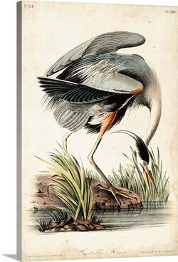 great-blue-heron,2604670.jpg