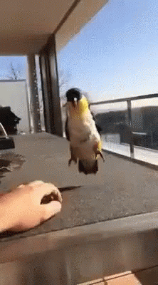 #94.gif