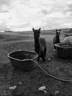 alpacawitz-full.jpeg