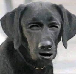 000wutdog.jpg
