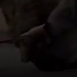 gun.png