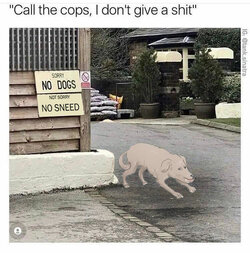 no-dogs.jpg