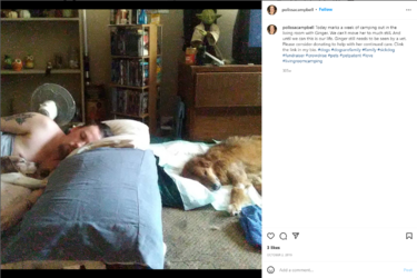 dog_fight_2.png