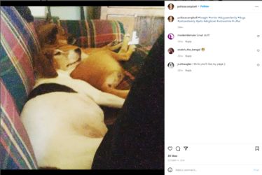fat_dogs.png
