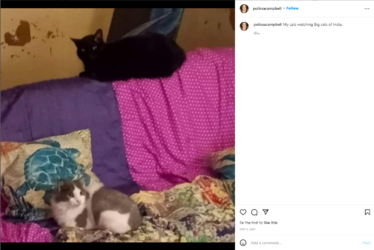2021_cats_couch.png