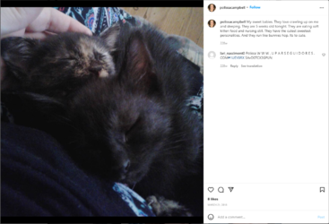 kittens_born_on_polly.png