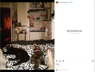rats_n_cats.png