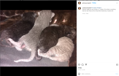 2018_kitten_arrival_but_bigger.png