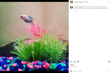 newbetta.PNG