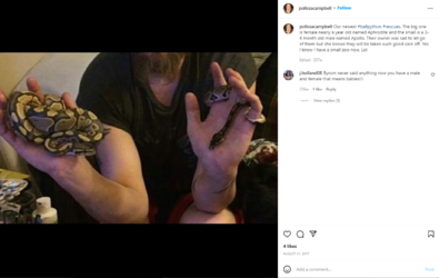 snakes.PNG