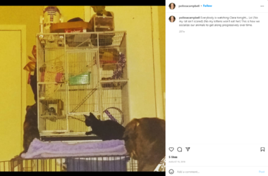 rat.PNG