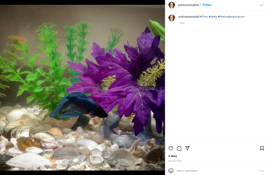 dory.PNG