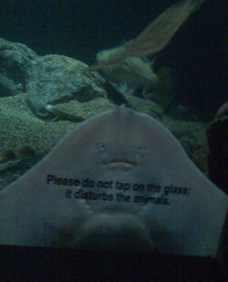 do not tap the fucking glass.jpg