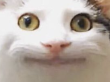 1660427312512.png